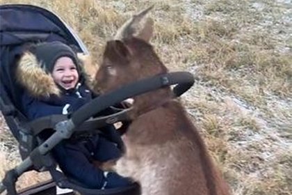 Коза погуляла с ребенком в коляске и попала на видео