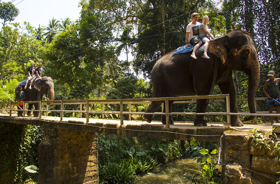 Приют для слонов Пиннавела, Шри-Ланка