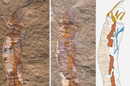 Древние окаменелости раскрыли эволюцию первых скелетных животных
