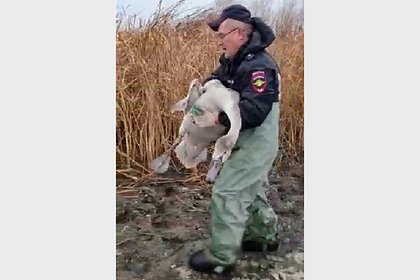 Российский полицейский спас застрявшего во льду озера лебедя
