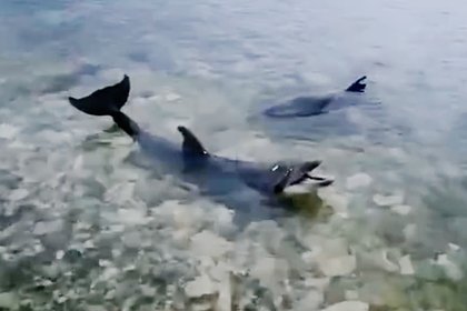 В Севастополе выброшенных в море дельфинов сняли на видео