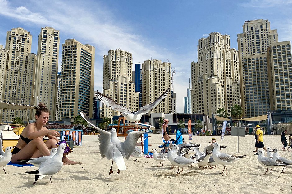 Туристы из России кормят чаек на побережье в Дубае, ОАЭ