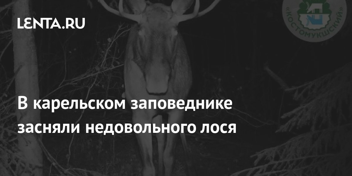 В карельском заповеднике засняли недовольного лося: Природа: Моя страна ...