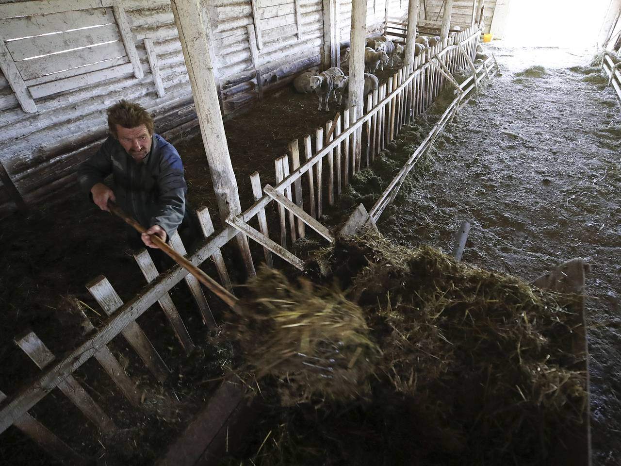 В России утвердили правила использования навоза: Госэкономика: Экономика:  Lenta.ru