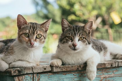 Найден новый способ побороть аллергию на кошек