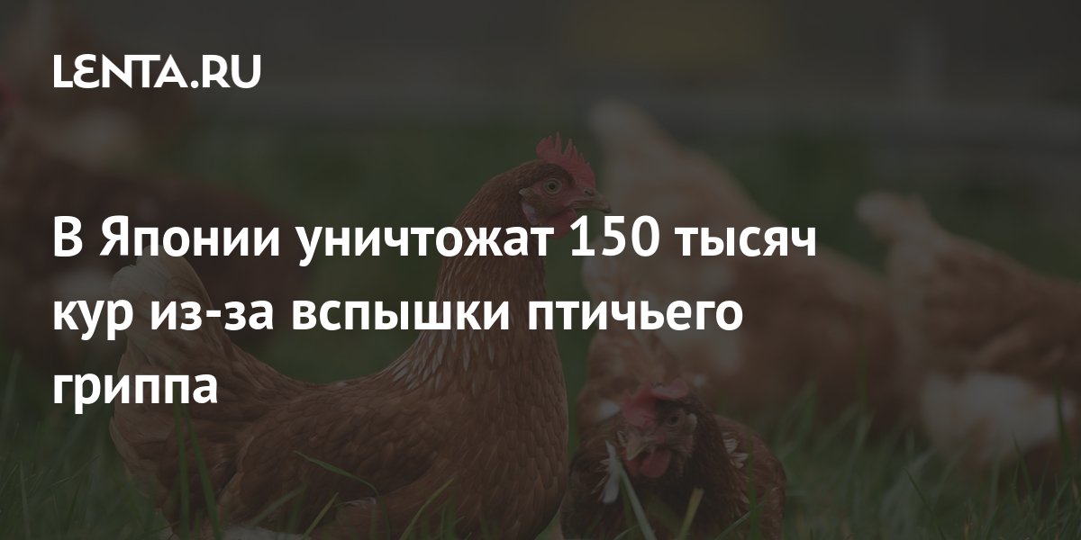 В Японии из-за вспышки птичьего гриппа уничтожат 340 тысяч кур
