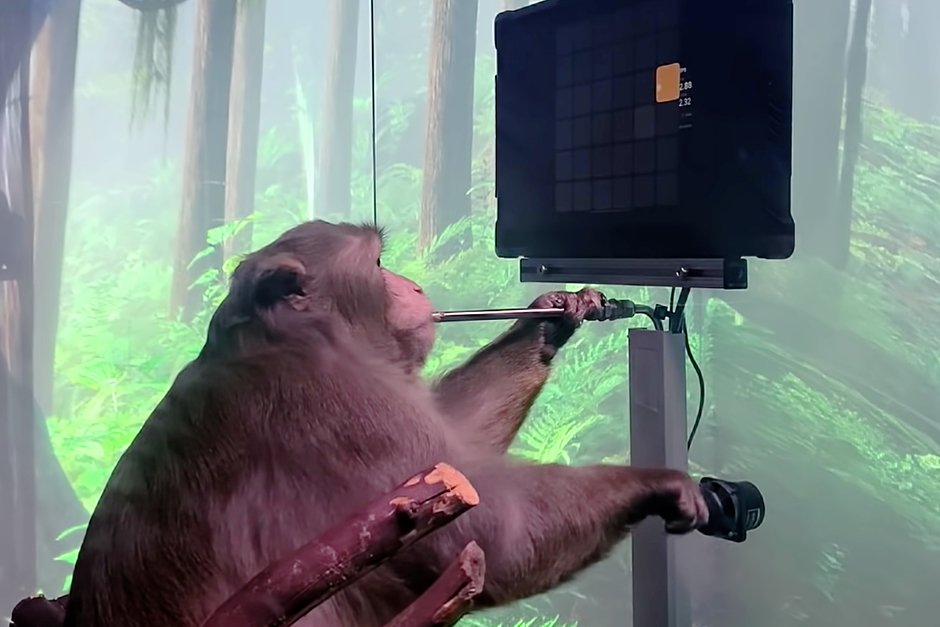 Чипированная обезьяна играет в игру-имитатор пинг-понга силой мысли