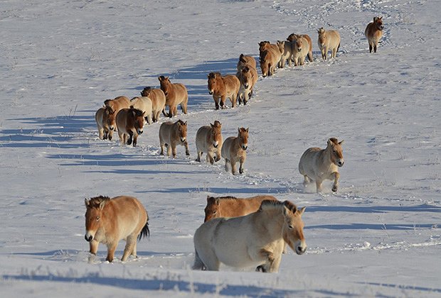 Мороз лошади Пржевальского переносят отлично, а корм могут добывать из-под метрового слоя снега