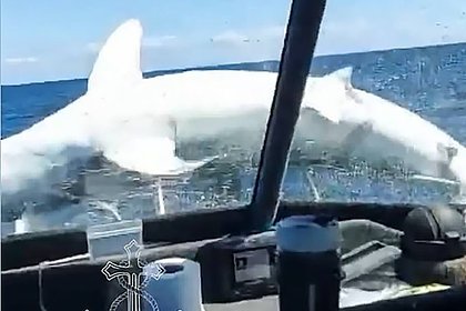 Самая быстрая акула в мире запрыгнула на яхту к рыбакам и попала на видео