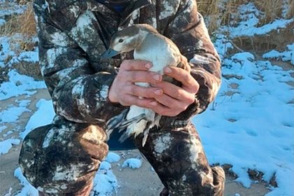 В заповеднике Красноярского края спасли примерзшую ко льду утку