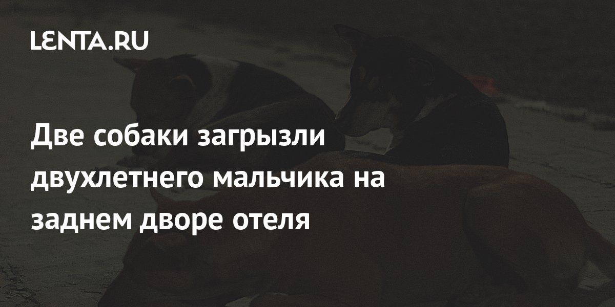 Две собаки загрызли двухлетнего мальчика на заднем дворе отеля: Мир ...