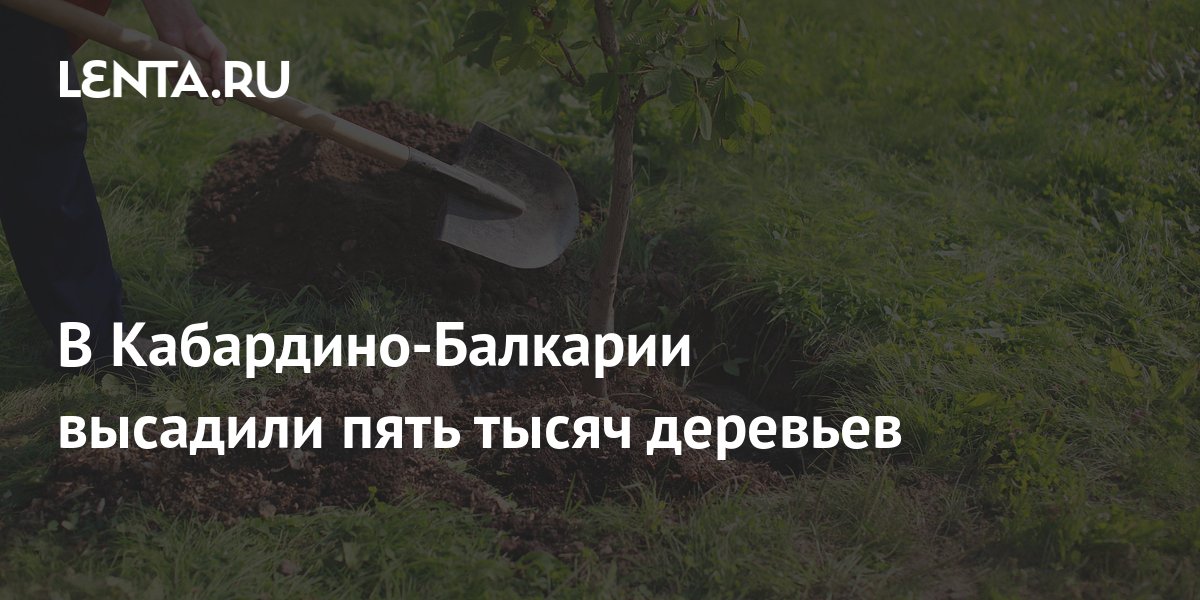 В Кабардино-Балкарии высадили пять тысяч деревьев: Люди: Моя страна ...