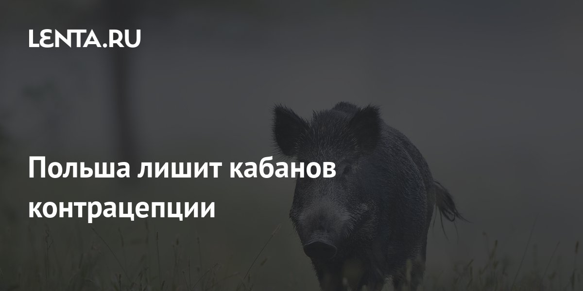 Польша лишит кабанов контрацепции: Общество: Мир: Lenta.ru