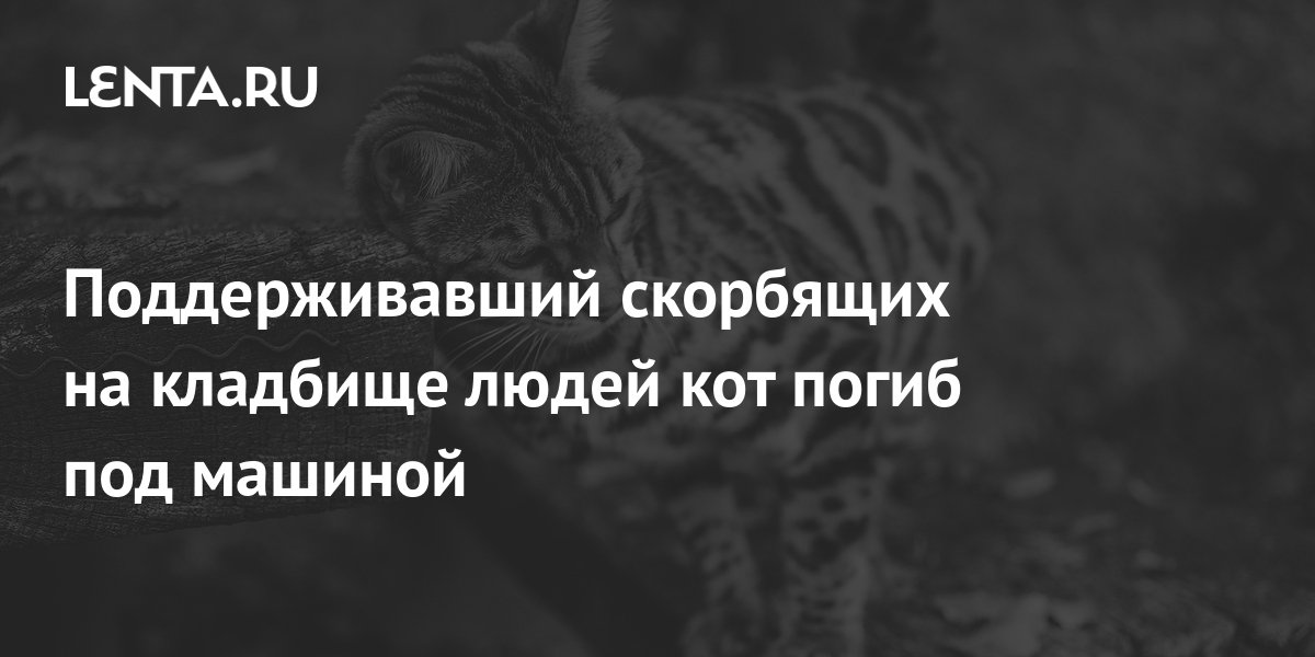 Поддерживавший скорбящих на кладбище людей кот погиб под машиной: Звери ...