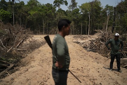 Страны с самыми крупными тропическими лесами на планете займутся их спасением