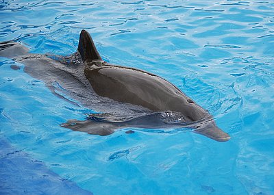 Губернатор рассказал подробности о найденном в Севастополе мертвом дельфине