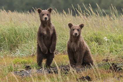 Псковский заповедник показал выпуск на волю двух медвежат