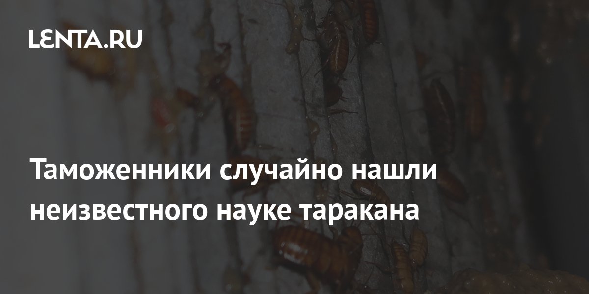 Таможенники случайно нашли неизвестного науке таракана: Звери: Из жизни ...