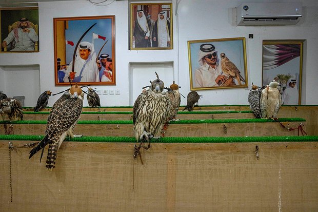 На известнейшем в Катаре рынке Сук-Вакиф продают не только специи и сувениры, но также хищных птиц. Фото: Nariman El-Mofty / AP