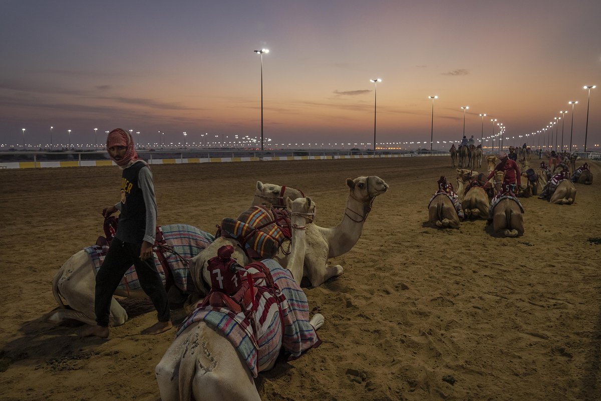 Подготовка к соревнованиям с верблюдами на трассе