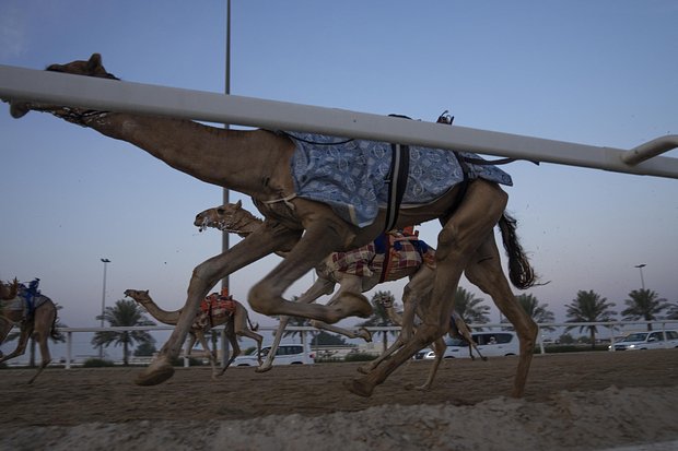Верблюжьи гонки — одно из самых популярных развлечений в Катаре, которое зародилось в эмирате в 1972 году. Фото: Nariman El-Mofty / AP
