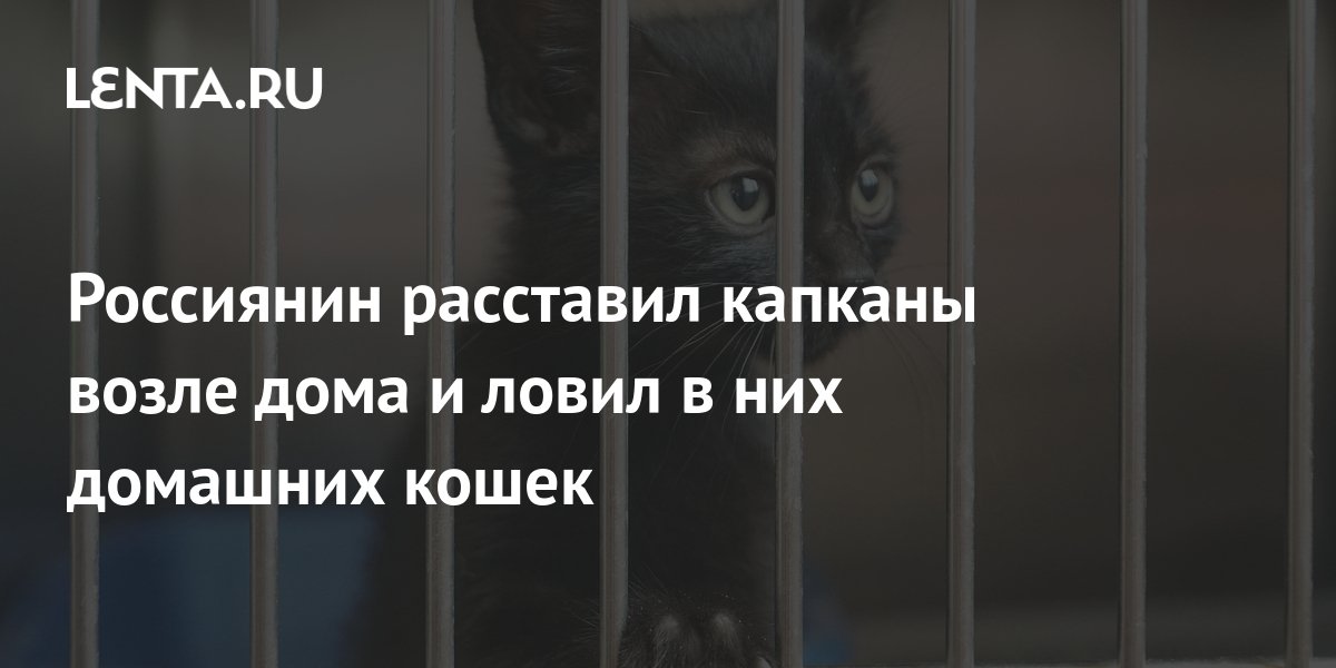 Котенок васька сидел на полу возле комода и ловил мух грамматическая основа предложения