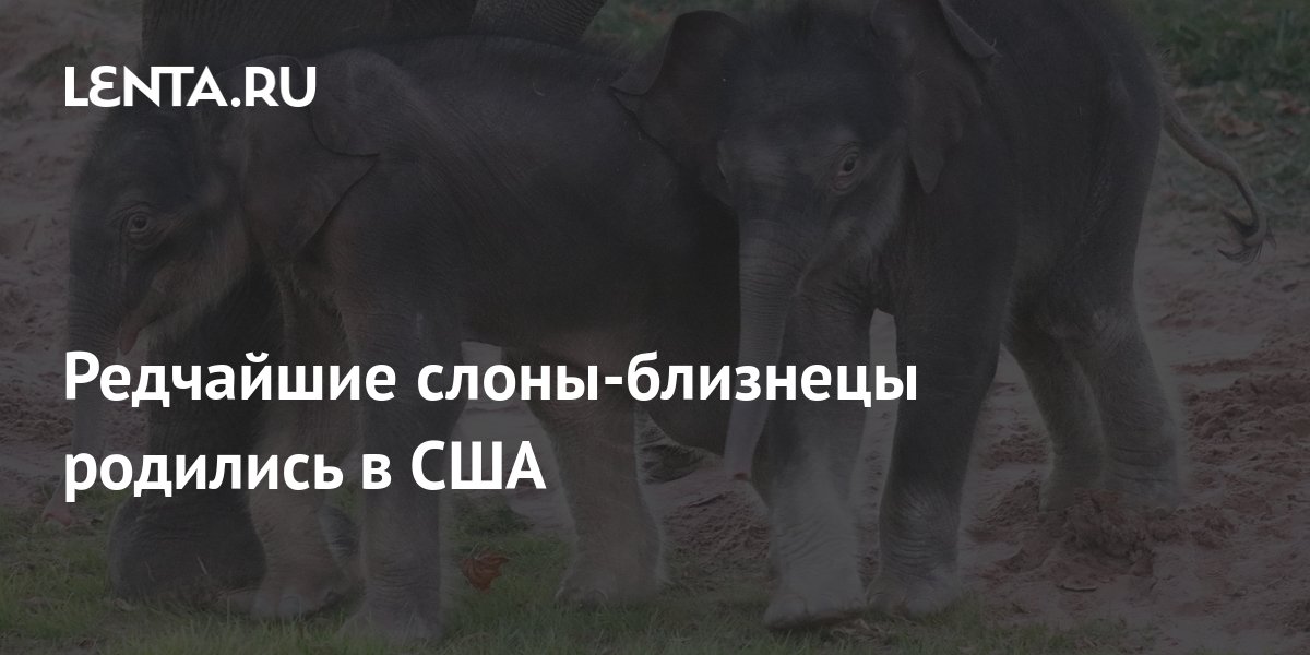 Редчайшие слоны-близнецы родились в США: Звери: Из жизни: Lenta.ru