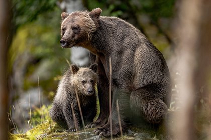 Четверых россиян осудили за убийство медведицы и троих медвежат