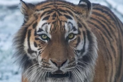 Амурский тигр убил тигрицу во время спаривания в сафари-парке