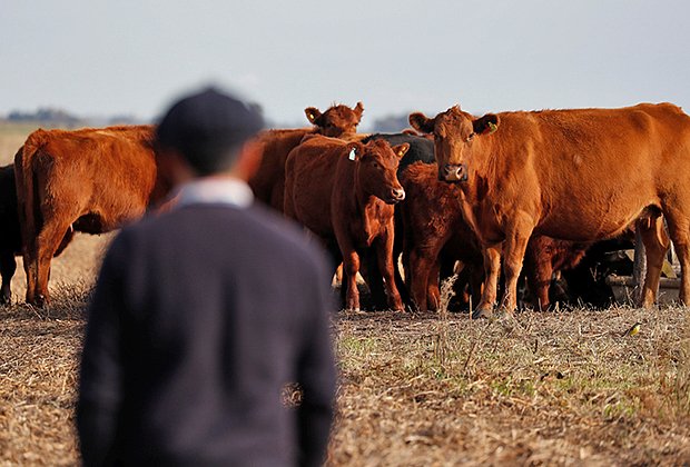Коровы на ферме в Саладильо, Аргентина