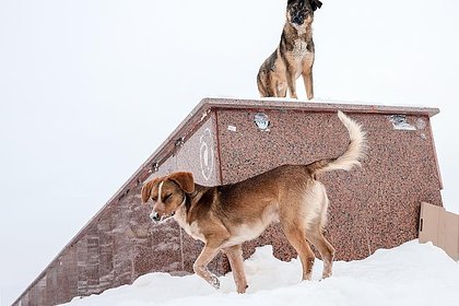 Двое российских подростков залезли на крышу чужого авто ради спасения от собаки