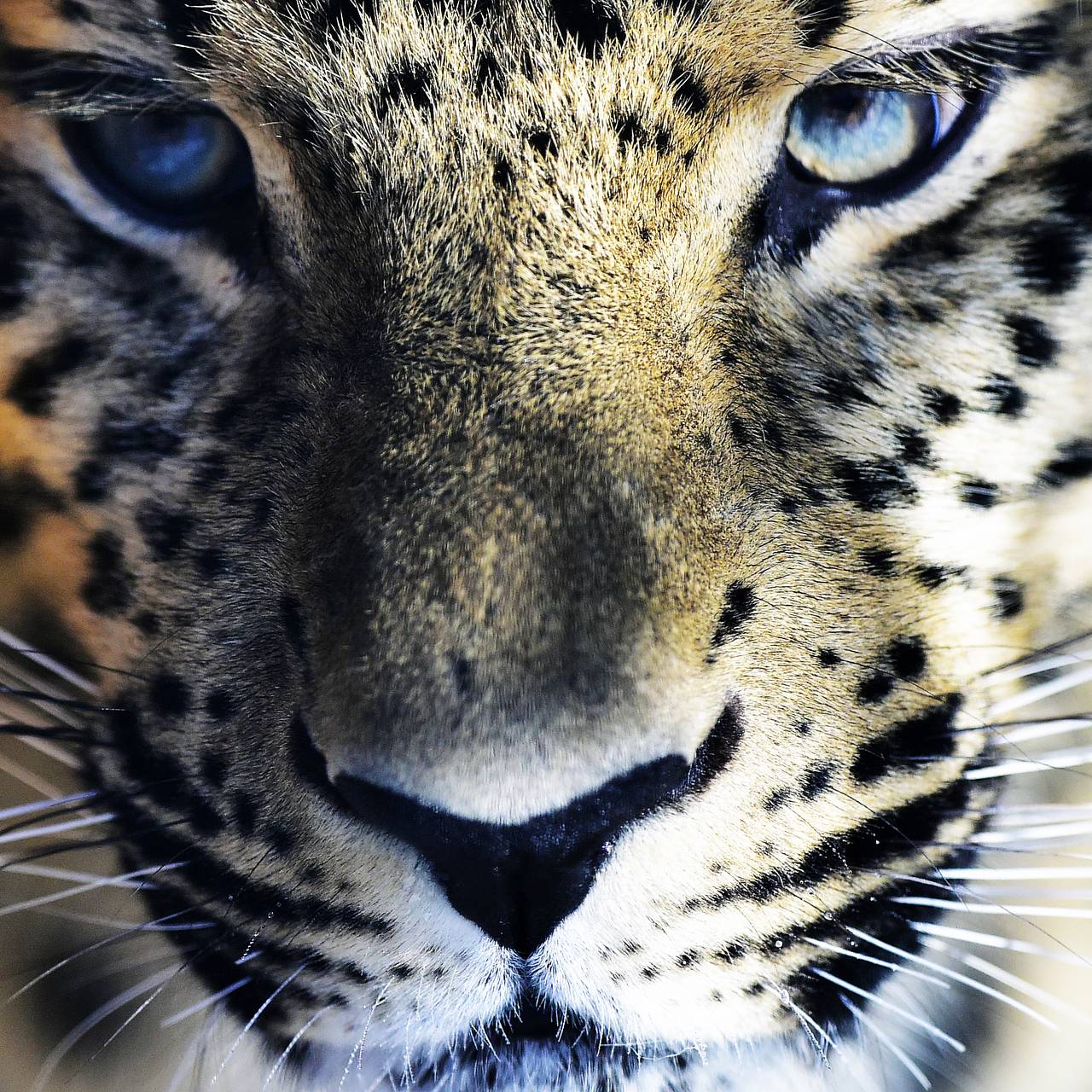 порода котов тигровой раскраски | Дзен