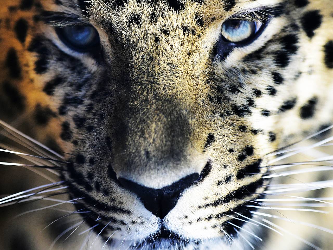 Видео: Спасенный в Приморье леопард Leo M научился охотиться - Российская газета