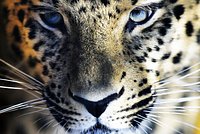 Земля больших кошек: где в России можно увидеть диких тигров, леопардов и лесных котов
