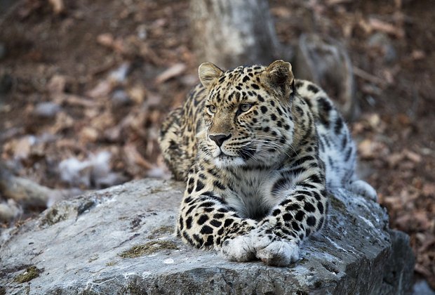 Во время отдыха. Как и домашние кошки, леопарды любят отдыхать в таких местах, откуда они могут наблюдать за округой, оставаясь при этом невидимыми