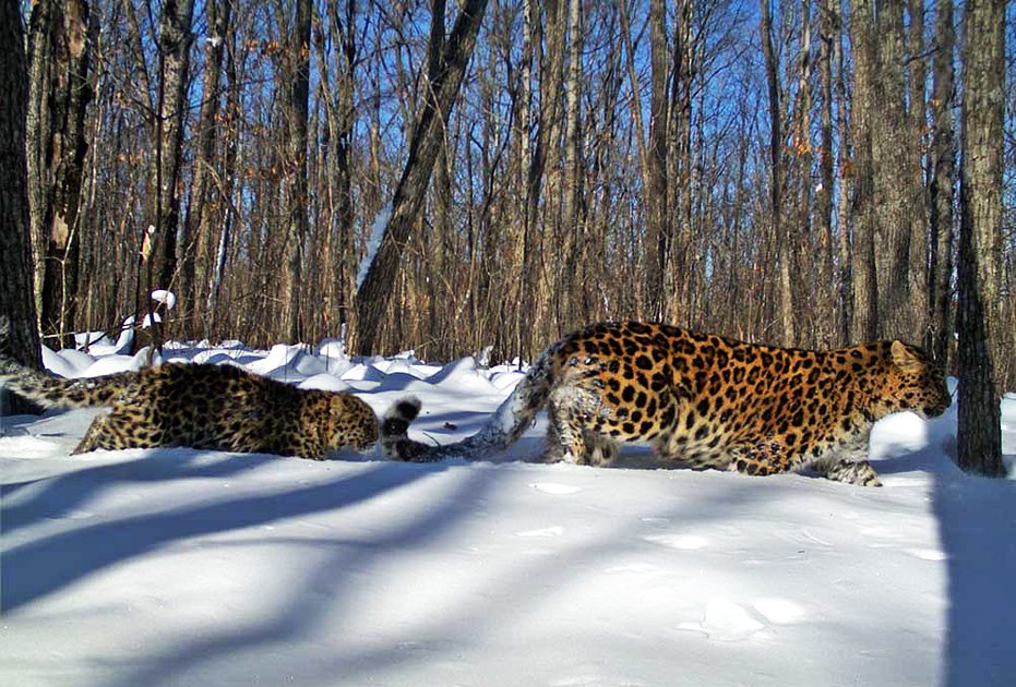 Леопард Алекса с котятами. Сотрудники парка зовут ее Выжившая и восхищаются ее волей к жизни