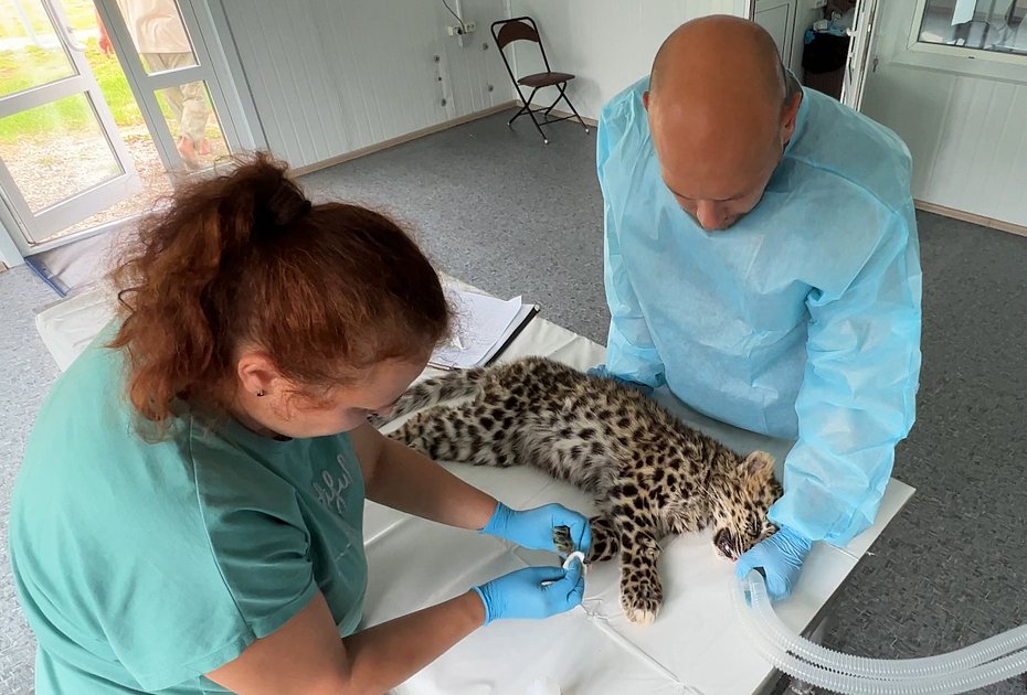Ветеринары реабилитационного центра «Тигр» оказывают помощь спасенному котенку леопарда  Leo 260M