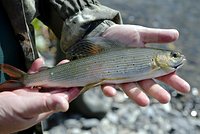 «Ели сырую рыбу и пили кровь оленей» Как жители Крайнего Севера спасались от болезней и смерти