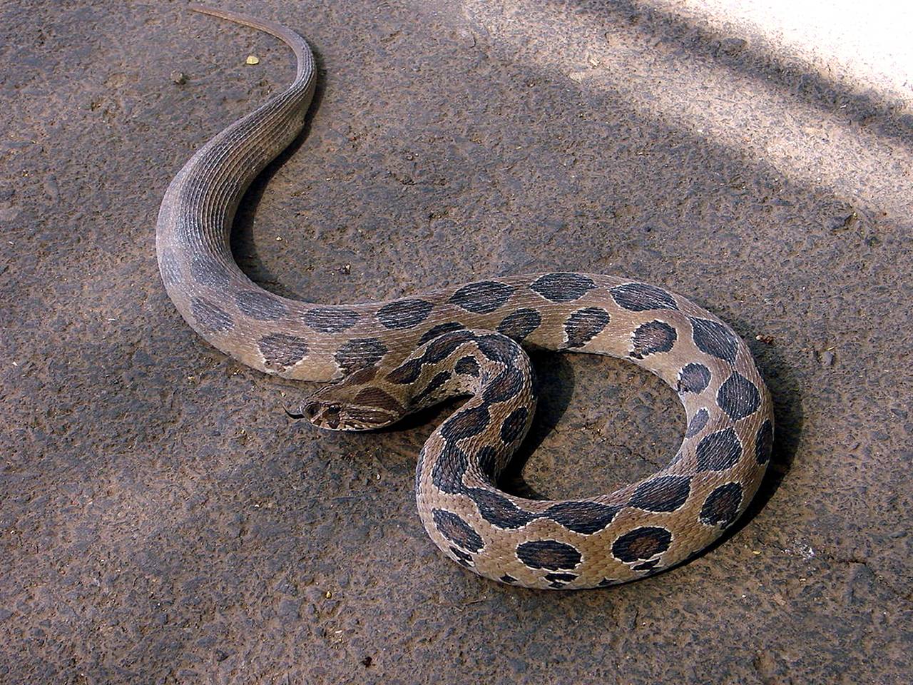 Онлайн сонник