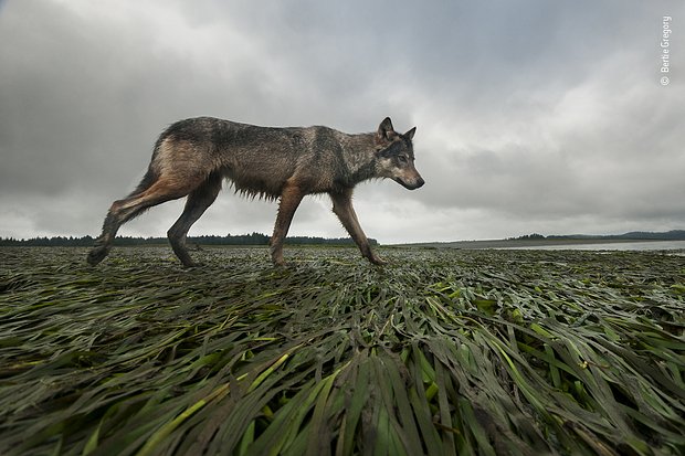 Фото: Bertie Gregory / Wildlife Photographer of the Year