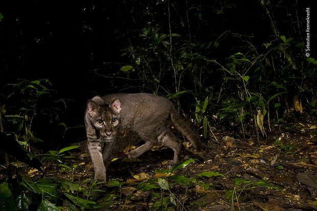 Фото: Sebastian Kennerknecht 2 / Wildlife Photographer of the Year