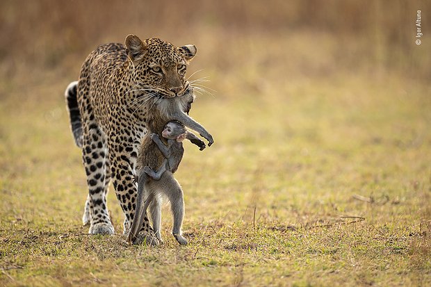 Фото: Igor Altuna / Wildlife Photographer of the Year