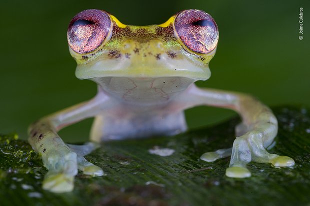 Фото: Jaime Culebras / Wildlife Photographer of the Year