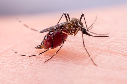 В щеке женщины из Подмосковья вырос 12-сантиметровый червь после укуса комара