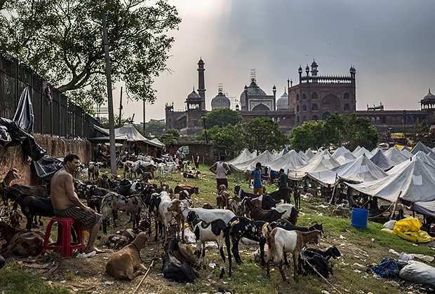 India Eid Al-Adha
Goats are kept for sale at a livestock market ahead of Eid al-Adha in New Delhi, India, Tuesday, July 5, 2022. Muslims worldwide celebrate Eid al-Adha, or "Feast of Sacrifice," that commemorates the willingness of the Prophet Ibrahim to sacrifice his son. During the holiday, Muslims slaughter livestock, distributing part of the meat to the poor. (AP Photo/Altaf Qadri)