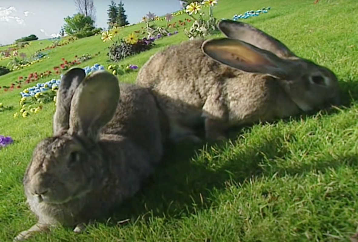 Кролики массово умирали в детском шоу «Телепузики»