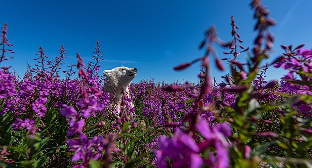 Фото: Martin Gregus / Wildlife Photographer of the Year