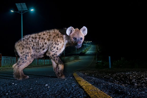 Фото: Sam Rowley / Wildlife Photographer of the Year