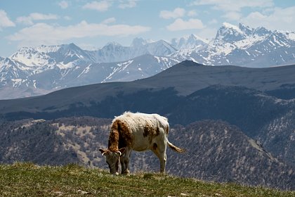 Кабардино-Балкария получит миллионы рублей на развитие агропромышленности