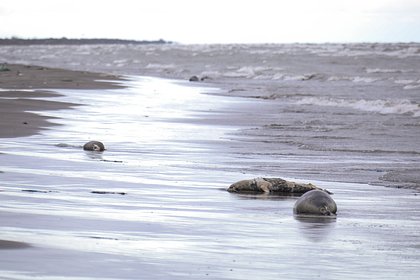 В Госдуме назвали возможную причину массовой гибели тюленей в Дагестане